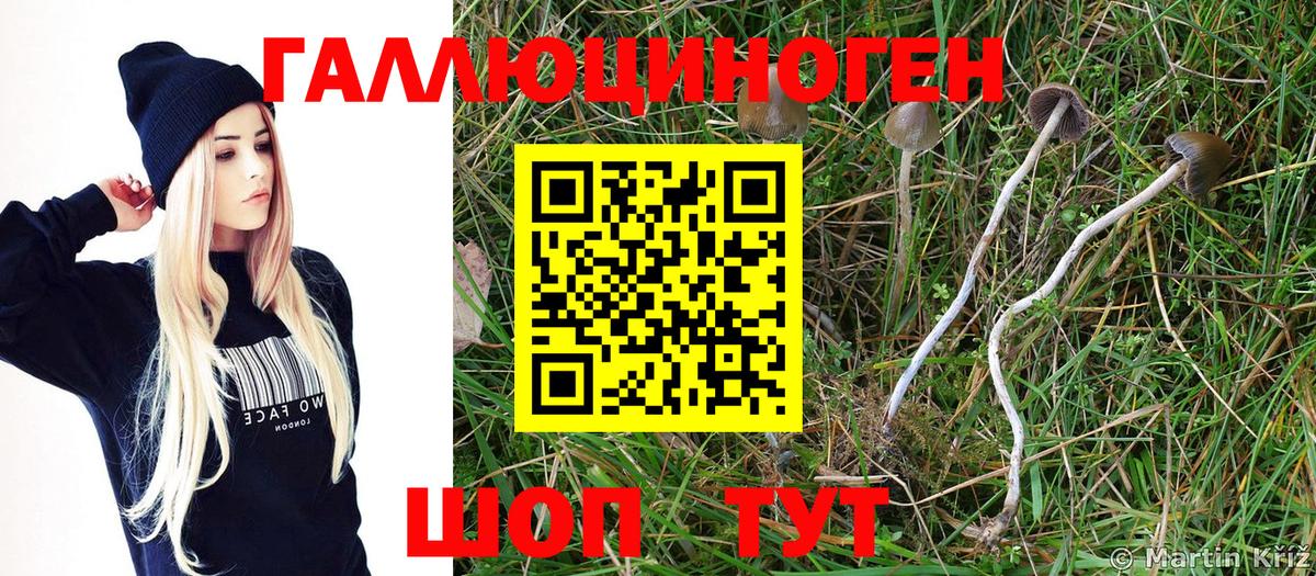 Полысаево  Псилоцибиновые грибы прущие грибы  Вход с VPN 